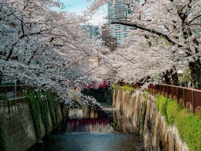 Spring blossoms over a river Spring blossoms over a river